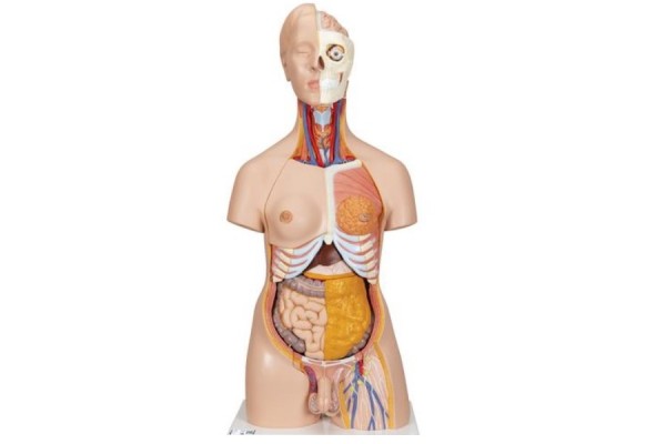 luksusowy model tułowia człowieka o podwójnej płci, 20 części - 3b smart anatomy - 1000197 [b32] 3b scientific modele anatomiczne 2